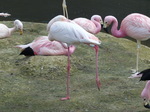 FZ006381 Andean flamingo (Phoenicopterus andinus).jpg